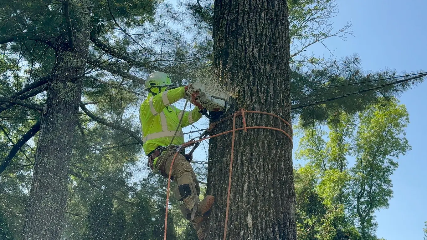Professional arborist pruning tree with chainsaw at height