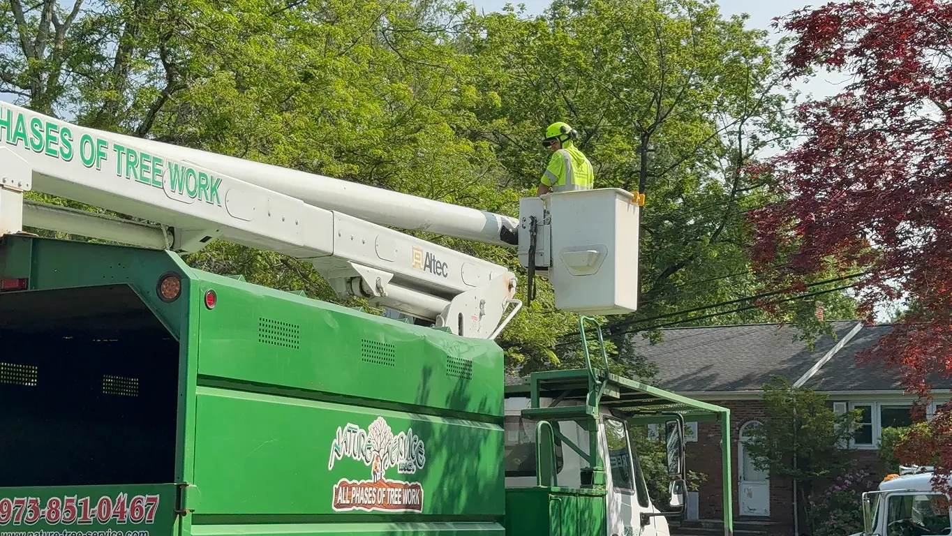 Arborist in bucket truck performing tree pruning and maintenance at height