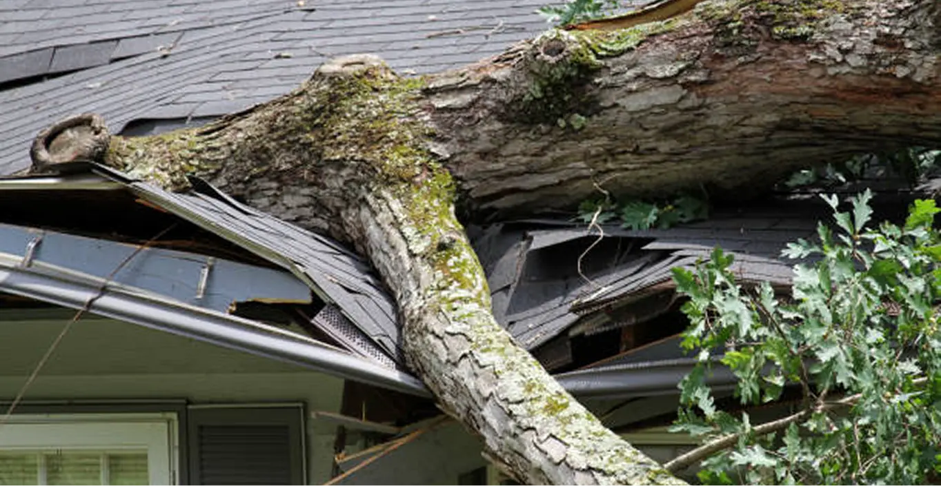 Fallen tree trunk on house roof, emergency removal