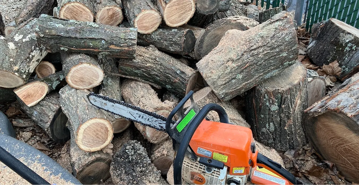 Tree felling remnants: sectioned logs and chainsaw